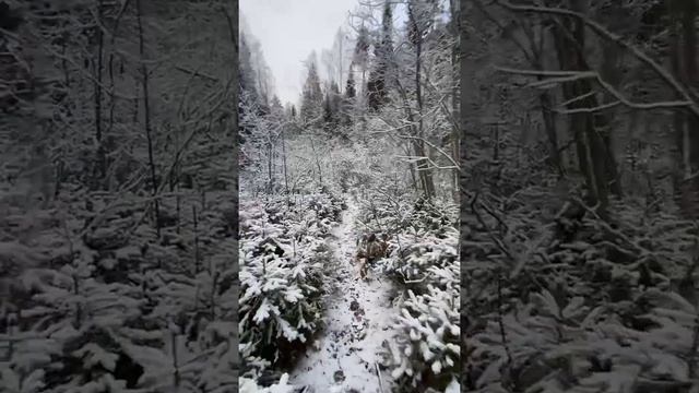 Охота на рябчика. Архангельская область. смотреть онлайн