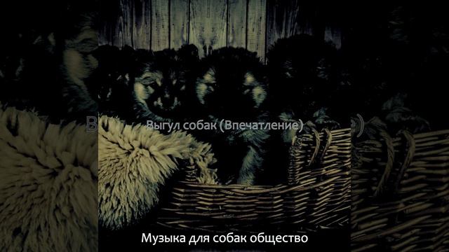 Созерцая (Собаки)