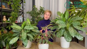 Вырастите дома Аглаонему, не пожалеете!