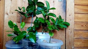 Удобрения для цитрусов.Лимон,мандарин выращивание уход.Народные и покупные средства.Домашние цитрус