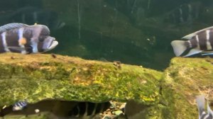 Аквариумные рыбки Фронтозы