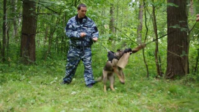 Варя на дрессировке. смотреть онлайн