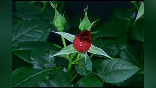 Алые розы. смотреть онлайн