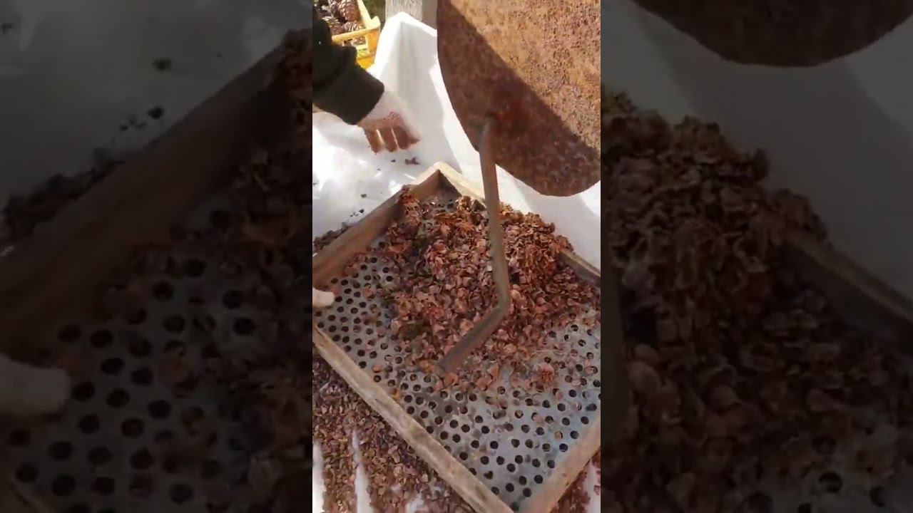 кедровые орехи смотреть онлайн