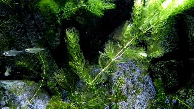Как быстро уснуть, если не хочется спать смотреть онлайн