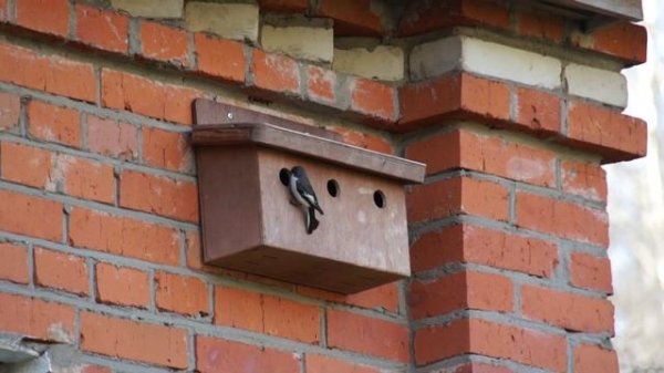 Мухоловки-пеструшки присматривают домик. AllVideo.