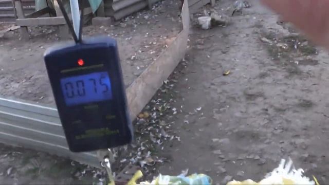 Взвешивание голубых селезней в 5 месяцев смотреть онлайн