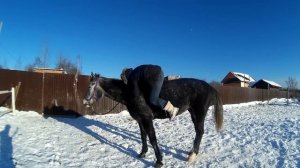 Легко ли залезть на лошадь без седла.