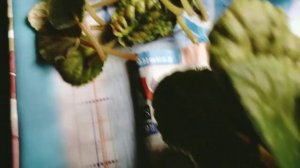 Пересадка старой фиалки 🥀