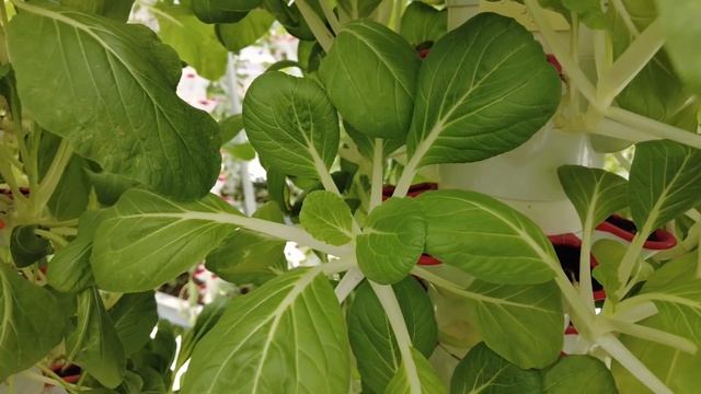 The owner of this vertical farm in the city of KL is a university student! смотреть онлайн