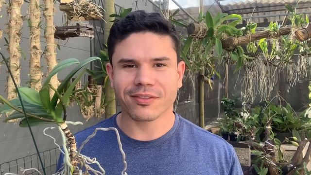 PHALAENOPSIS OU VANDA? QUE ORQUÍDEA É ESSA? смотреть онлайн