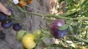 обзор томата Синяя Груша