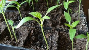 ?????СРОКИ ПОСЕВА СЕМЯН ПЕРЦА НА РАССАДУ. КАК УСКОРИТЬ ПРОРАСТАНИЕ СЕМЯН