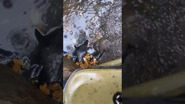 this is the story of my giant frog army and how it's doing?? смотреть онлайн