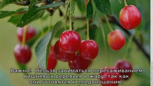 Пересадка вишни весной на новое место