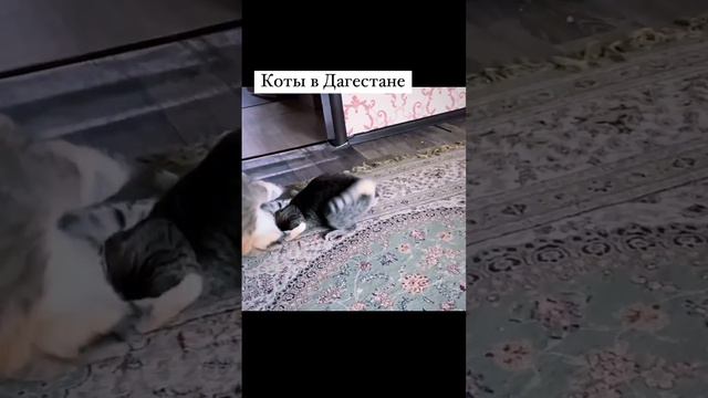 #meme #memes смотреть онлайн
