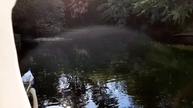 Адлер. Август. 2020. Парк ,,Южные культуры,, - Лебединое озеро. смотреть онлайн