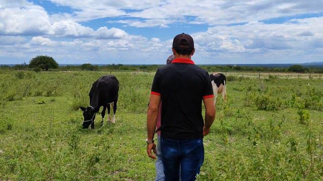 HUGO VENDE MAIS UM BEZERRO PRA CIDADE DE CASSERENGUE PB E ELE MOSTRA SUA VACARIA LEITEIRA. смотреть онлайн
