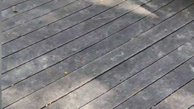 Сафари-парк / Необычный зоопарк Краснодара / Animals Frends смотреть онлайн