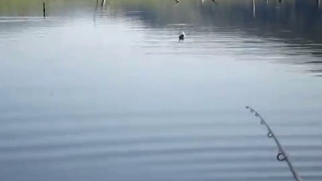 Байкал, о.Колок-1рыбалка Spectrum.mpg