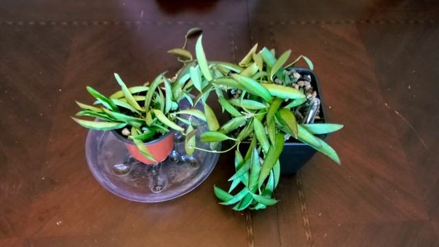 Propagate with Me | Hoya Wayetii 01 Part 02 & Propagating Wayetti 01 Part 01 | Plant Vlog 255 смотреть онлайн