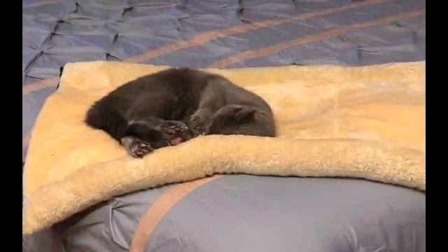 Kitty Shack (Official Commercial) смотреть онлайн