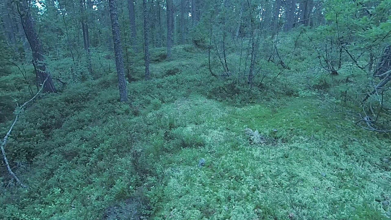 След медведялося смотреть онлайн