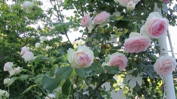 Rose Pierre de Ronsard ピエール ド ロンサール –玫瑰花