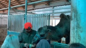 Экскурсия по нашему Ранчо на Урале/ Один день из жизни фермера/ КФХ Идиятуллин