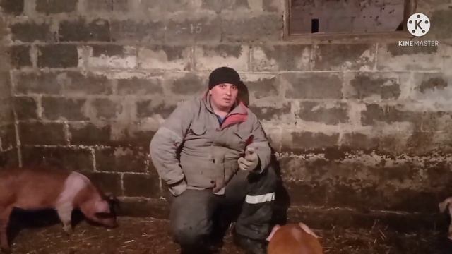 Вес 3 Месячных Поросят ,Гибридов смотреть онлайн