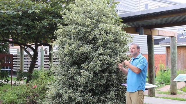 Variegated English Holly (Ilex Aquifolium 'Argentea Marginata') - Plant Identification