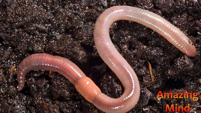 Почему ЧЕРВЯКИ выползают на поверхность после ДОЖДЯ?