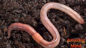 Почему ЧЕРВЯКИ выползают на поверхность после ДОЖДЯ?