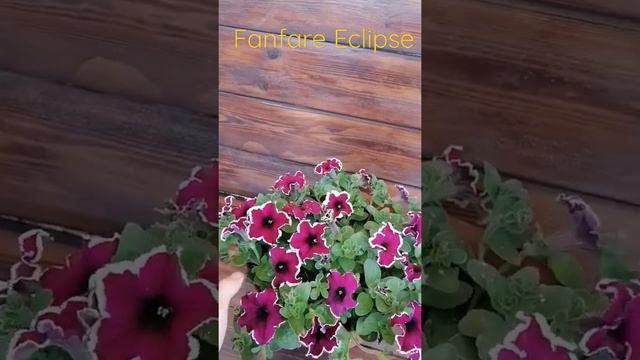 Fanfare Eclipse. Вегетативная петуния смотреть онлайн