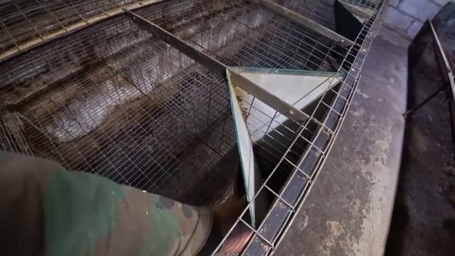 САМЦЫ ЗАВАЛЯЛИСЬ!