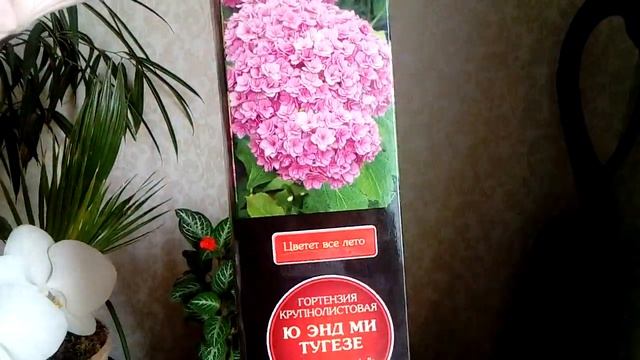 Зимовка крупнолистных гортензий, в подвале и на улице. смотреть онлайн