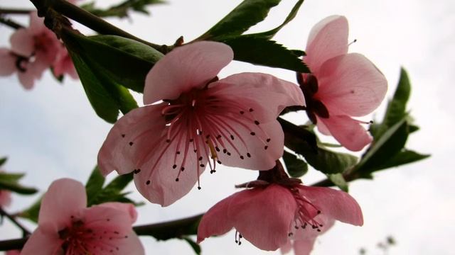 Цветущие персики. Слайд-шоу с аккомпанементом. смотреть онлайн