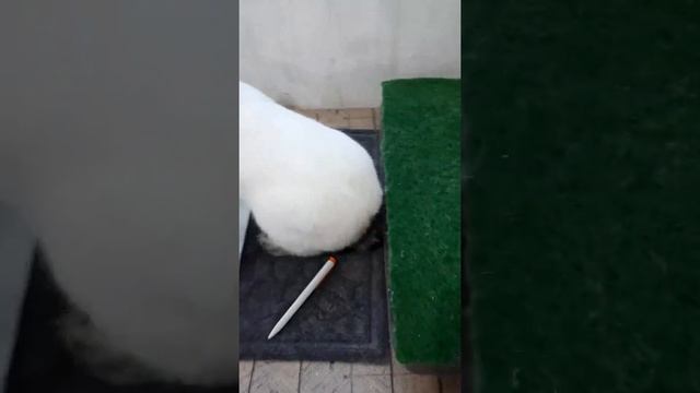 Калифорнийцы в ЛПХ Моряк смотреть онлайн