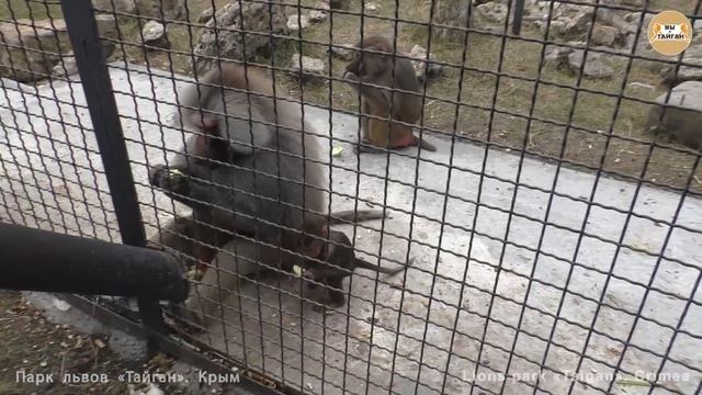 Забавное семейство гамадрил. Тайган. Funny Family Of Hamadryad. Taigan.