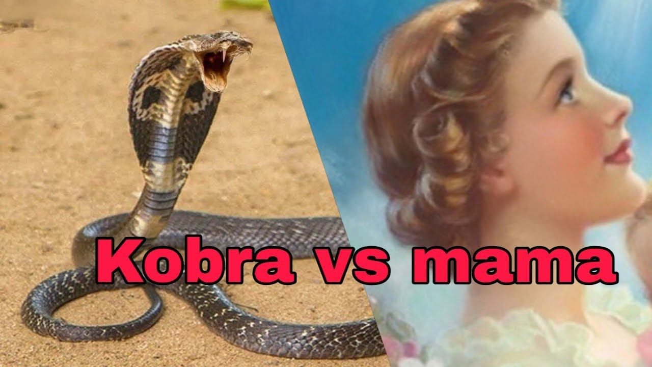 Mom vs Kobra. Мама против кобры. смотреть онлайн