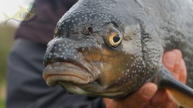 Почему лещ не водится везде как карась? В каких водоемах водится лещ? Где не водится лещ? смотреть онлайн