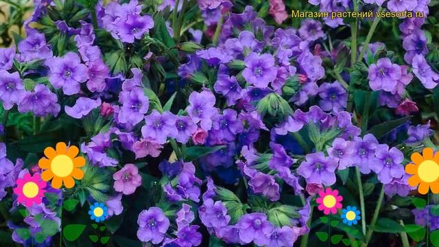 Медуница гибридная Блуе Енсайн. Краткий обзор, описание pulmonaria hybridum Blue Ensign смотреть онлайн