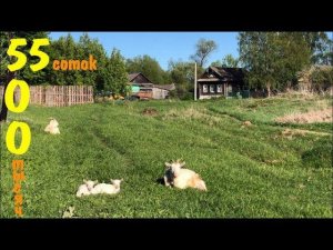 Проект "Переезд в деревню". 55 соток - 500 000 рублей...