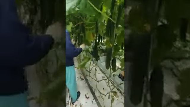 Виды работ (а это не только сбор урожая) на агроферме. Видео 5 смотреть онлайн