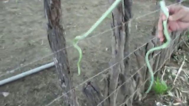 Cobra verde (Philodryas olfersii) Por: Cassio J. S. B. смотреть онлайн