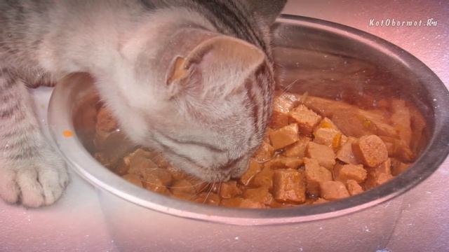Чем кормить месячного котенка смотреть онлайн