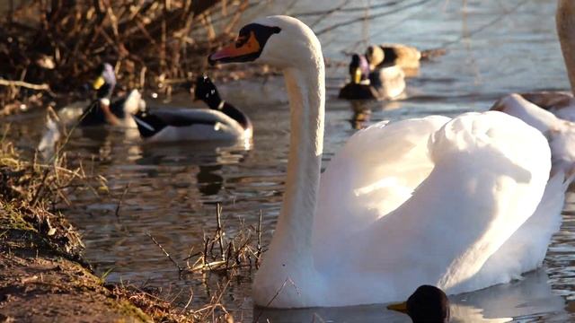 Panasonic S5 II Video Sample 4K 60 FPS Straight out of Camera Standard Color Swan Video смотреть онлайн