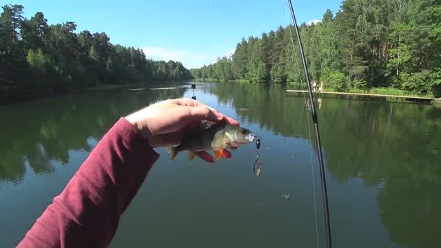 ОКУНЬ на спиннинг. Июнь 2019. БЕЗ музыки и комментариев Только ПРИРОДА. смотреть онлайн
