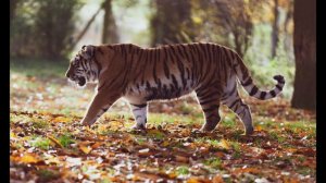 Тигр – людоед (4/6) - 092