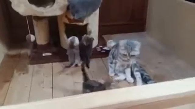 Полноценная кошачья семья